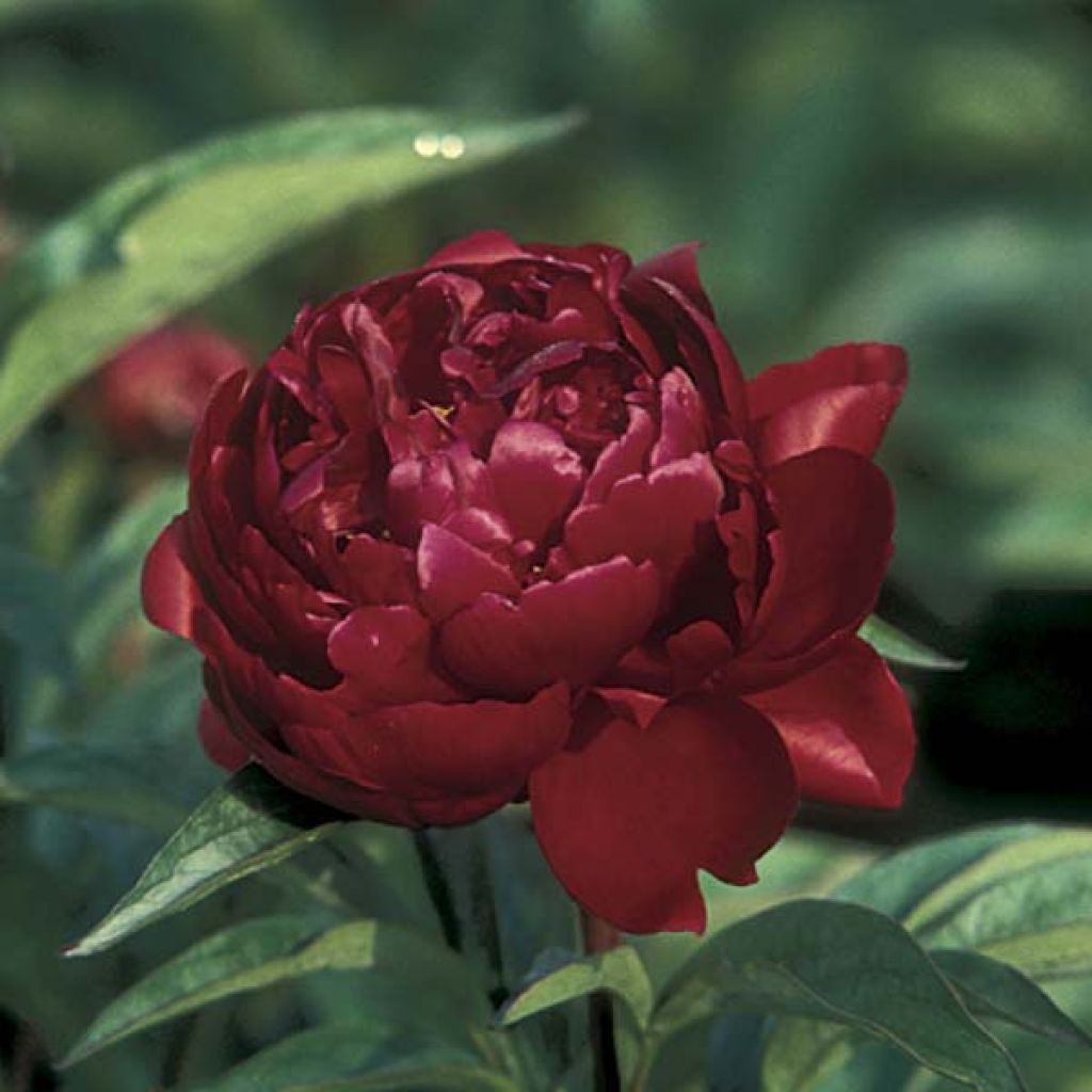 Paeonia lactiflora Peter Brand