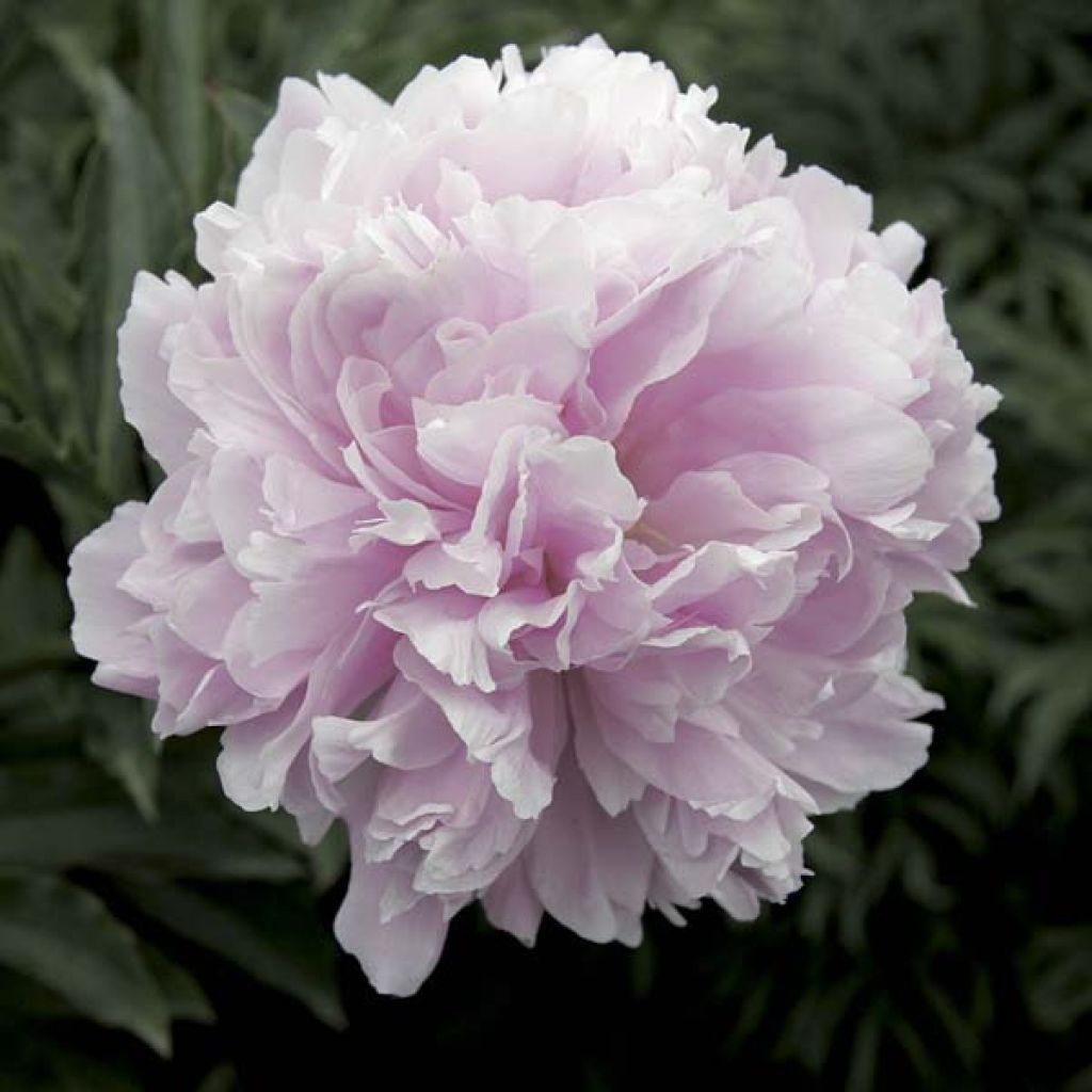 Paeonia lactiflora Reine Hortense (= President Taft)