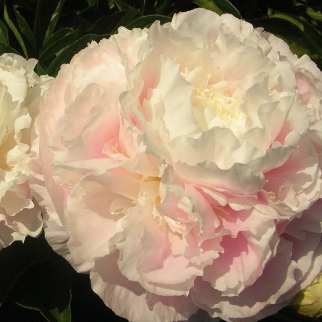 Paeonia lactiflora Shirley Temple