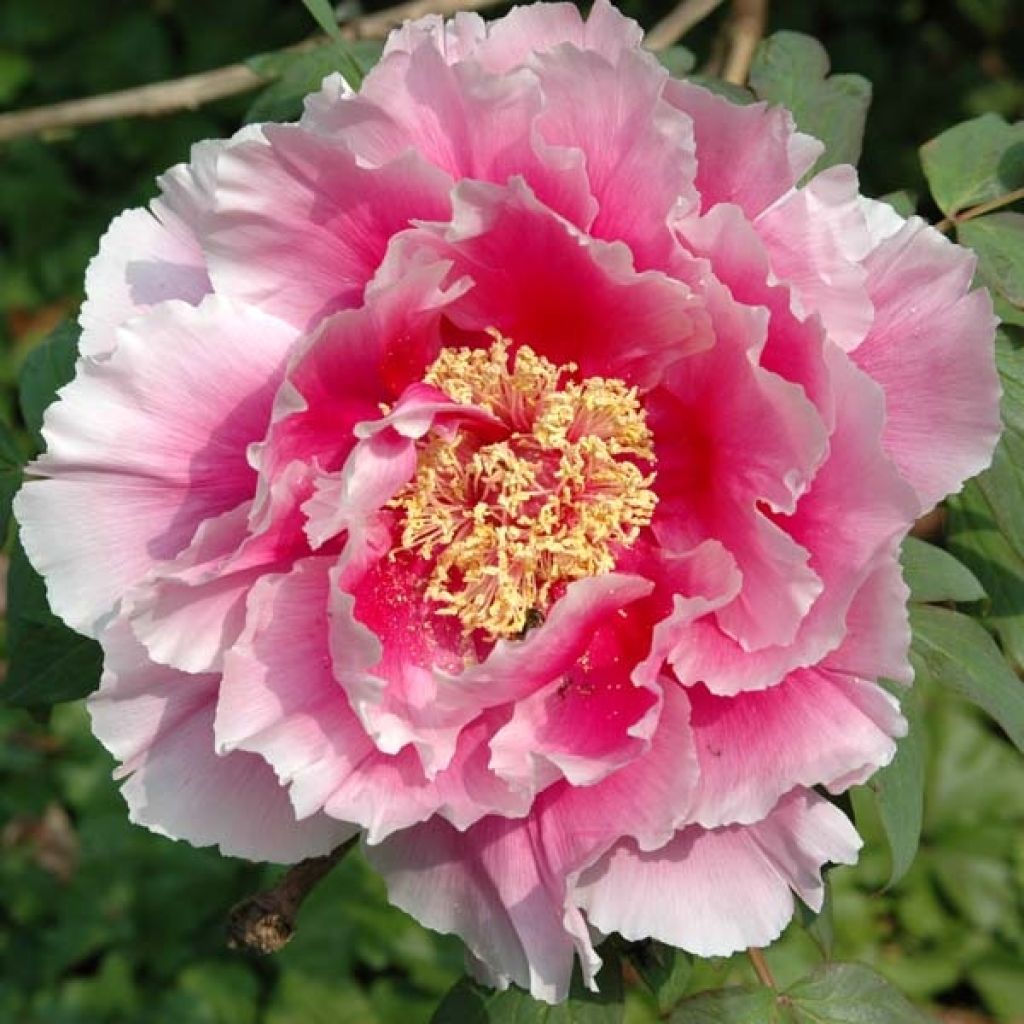 Paeonia suffruticosa Pink - Tree Peony