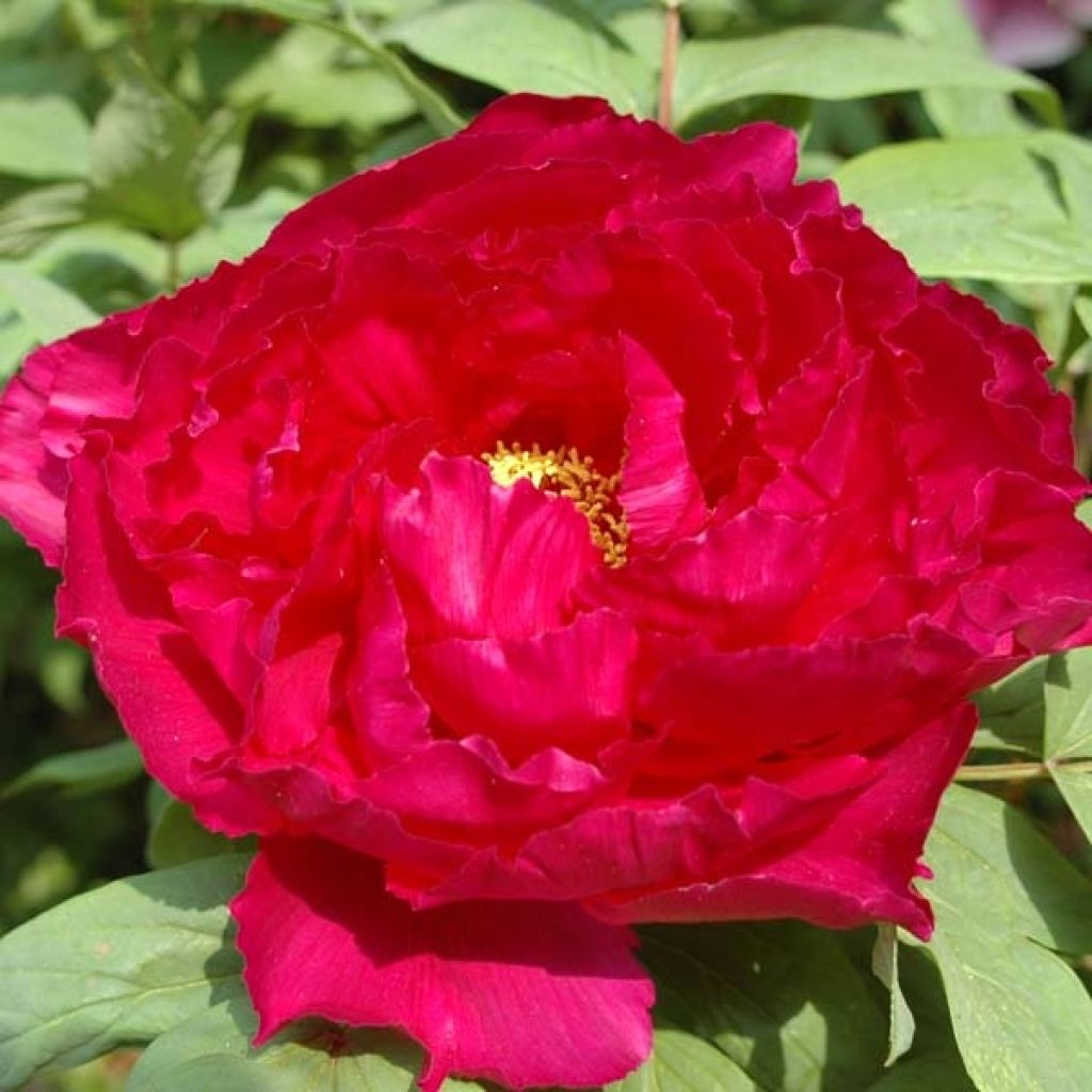 Paeonia suffruticosa Red - Tree Peony