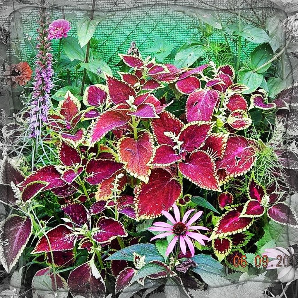 Solenostemon Wizard Mixed