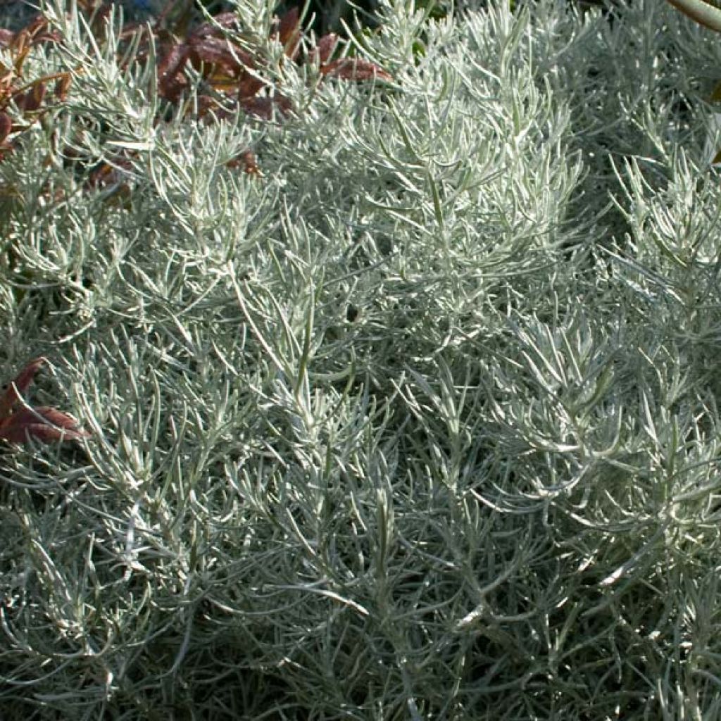 Helichrysum italicum