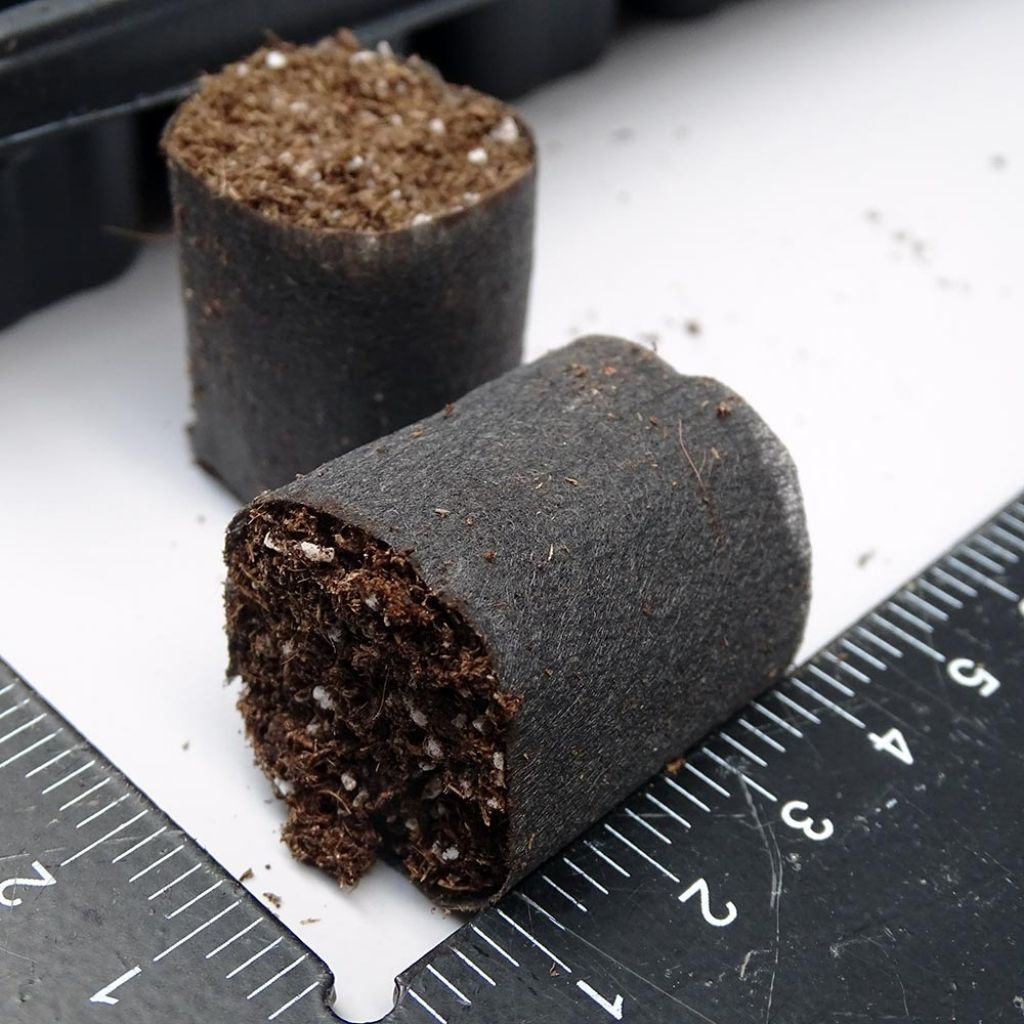 Fertiss 3 x 3cm (1x 1in) Tray and Plugs Kit: 104 Plug Tray