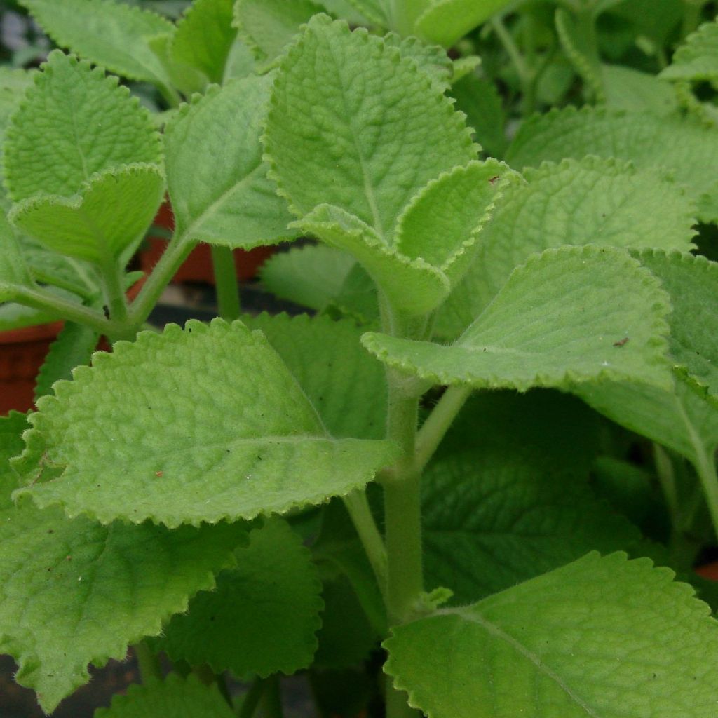 Mexican mint - Plectranthus amboinicus