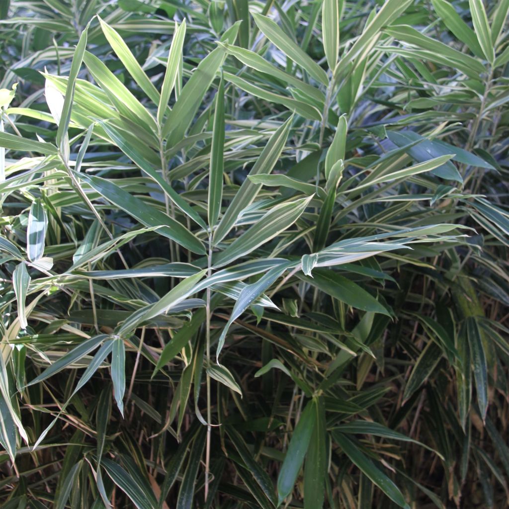 Pleioblastus fortunei Variegatus - Dwarf Bamboo