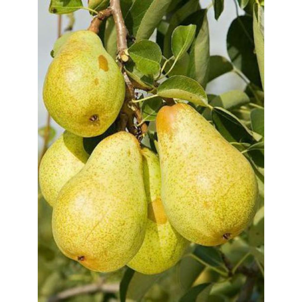 Pyrus communis Williams - Pear Tree