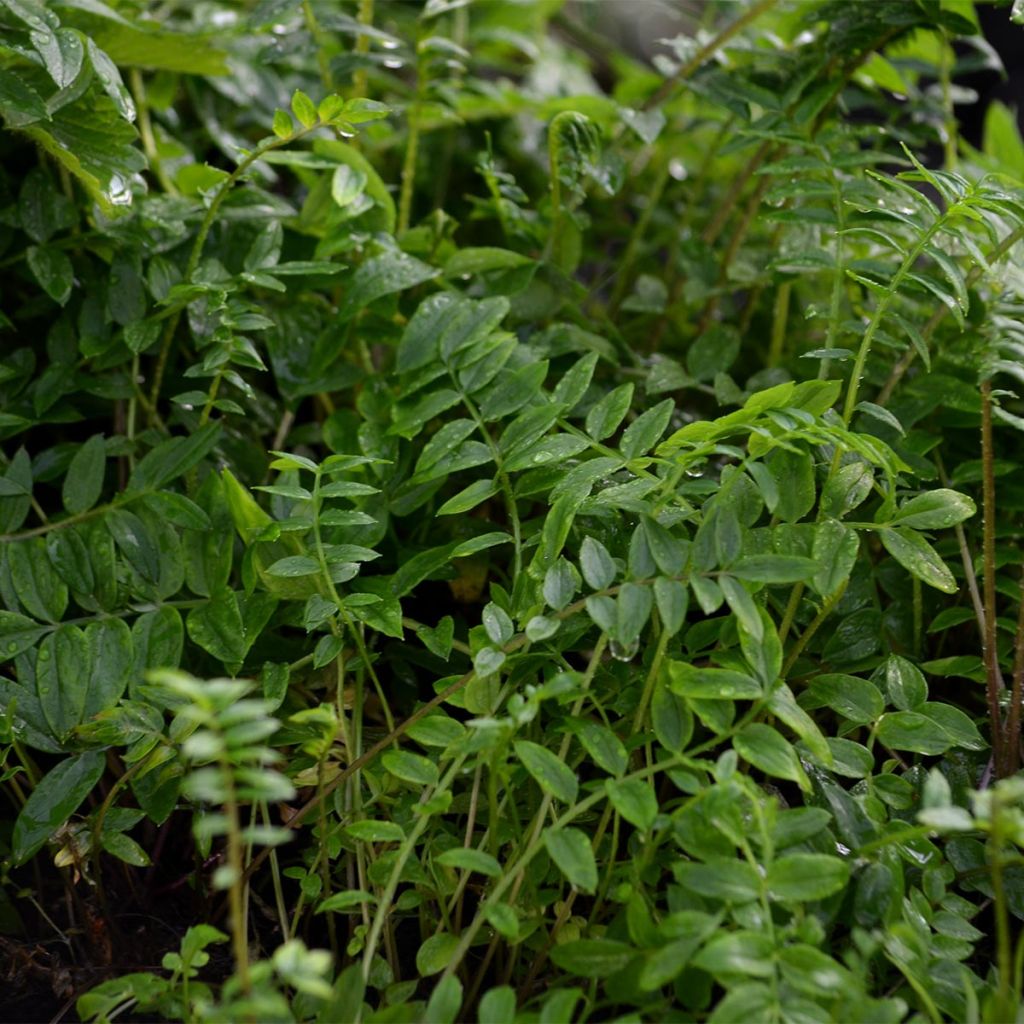 Polemonium Bressingham Purple