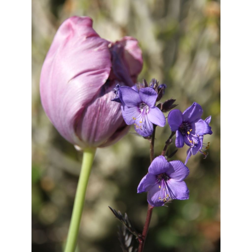 Polemonium Bressingham Purple