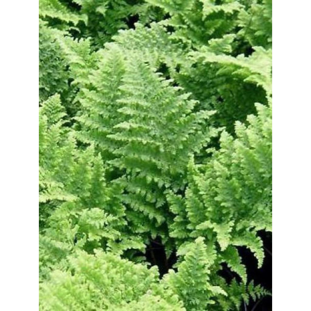Dryopteris dilatata Crispa Whiteside - Broad Buckler Fern
