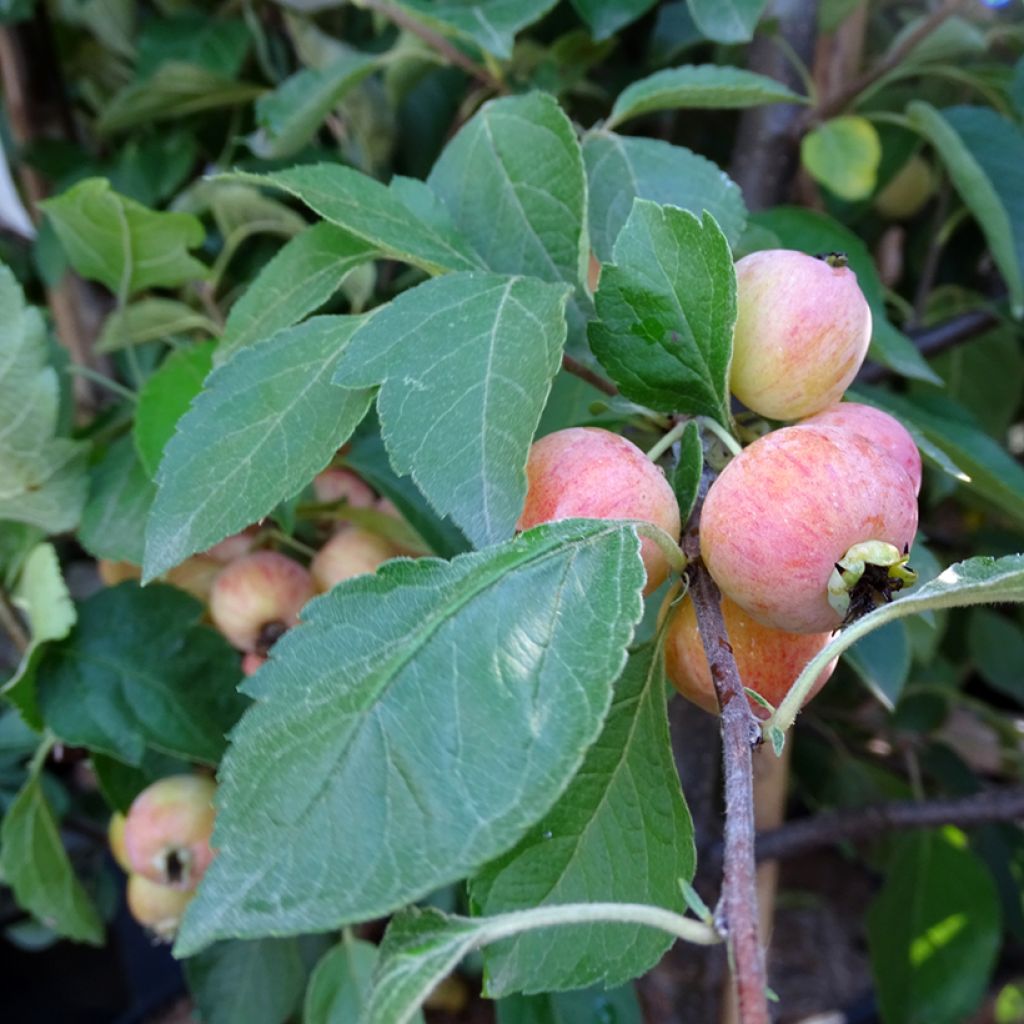 Malus Evereste - Crab Apple