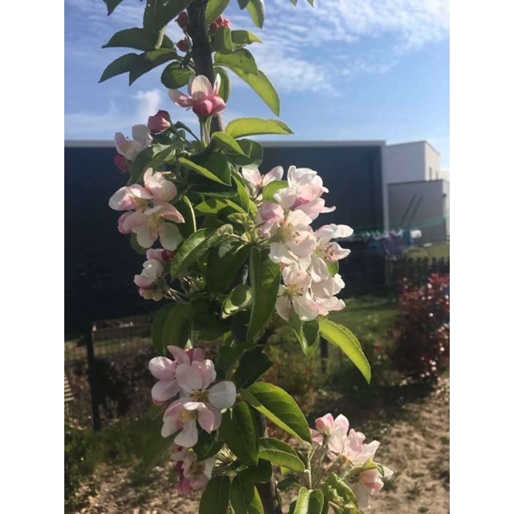Malus zumi Golden Hornet - Crab Apple
