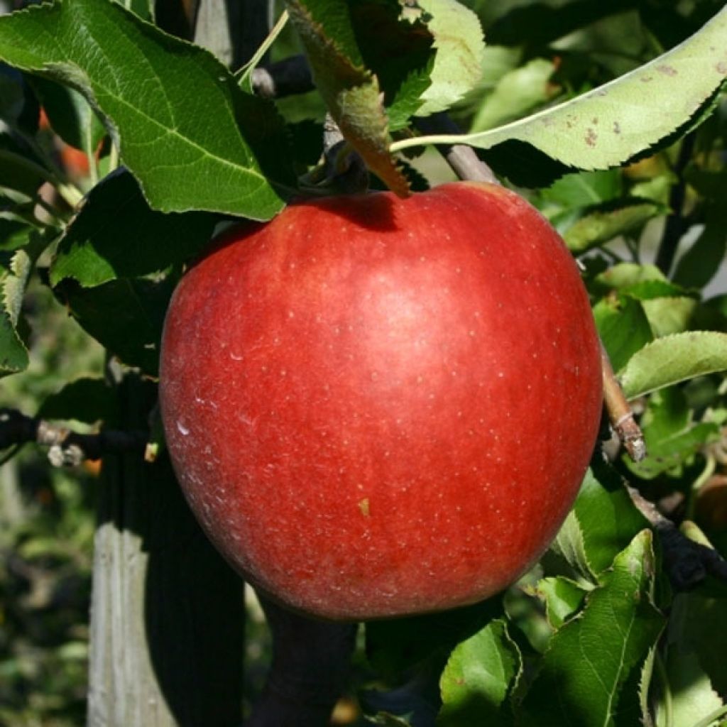 Apple Tree Jonagold - Malus domestica