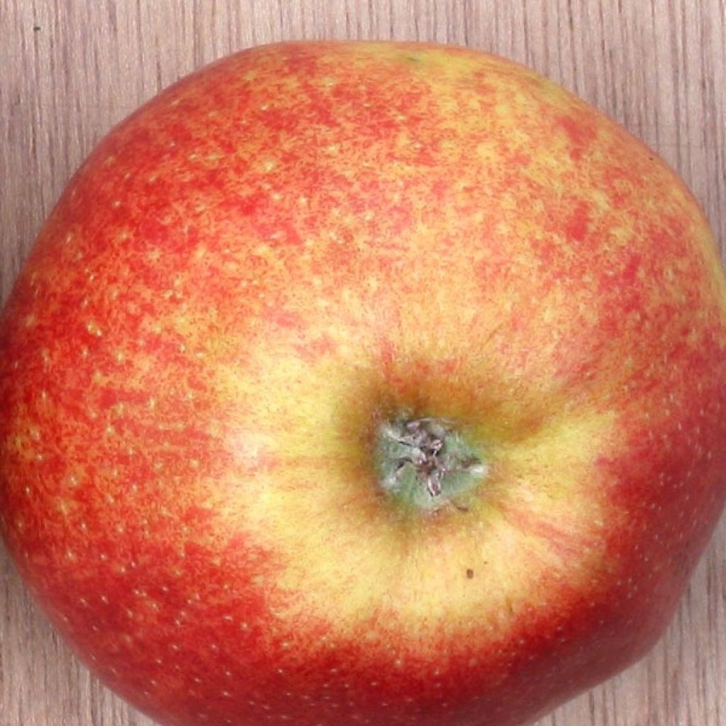 Apple Tree Jonagold - Malus domestica