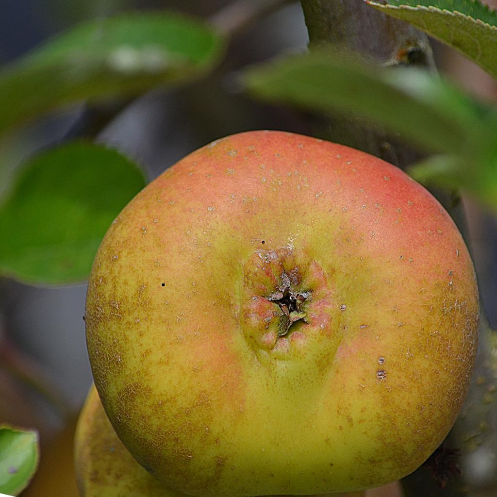 Apple Tree Reinette Grise du Canada