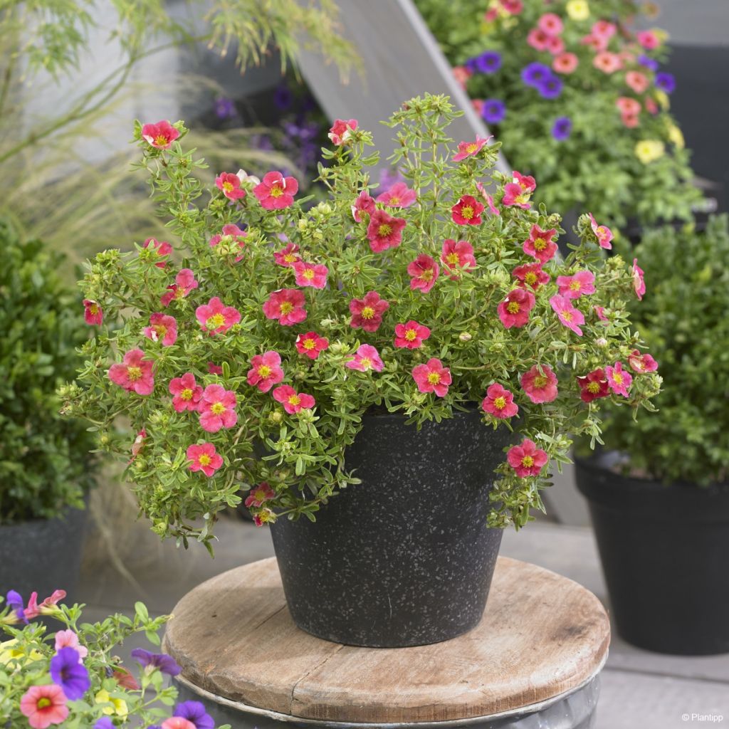 Potentilla fruticosa Danny Boy - Potentille arbustive à fleurs simples rose framboise