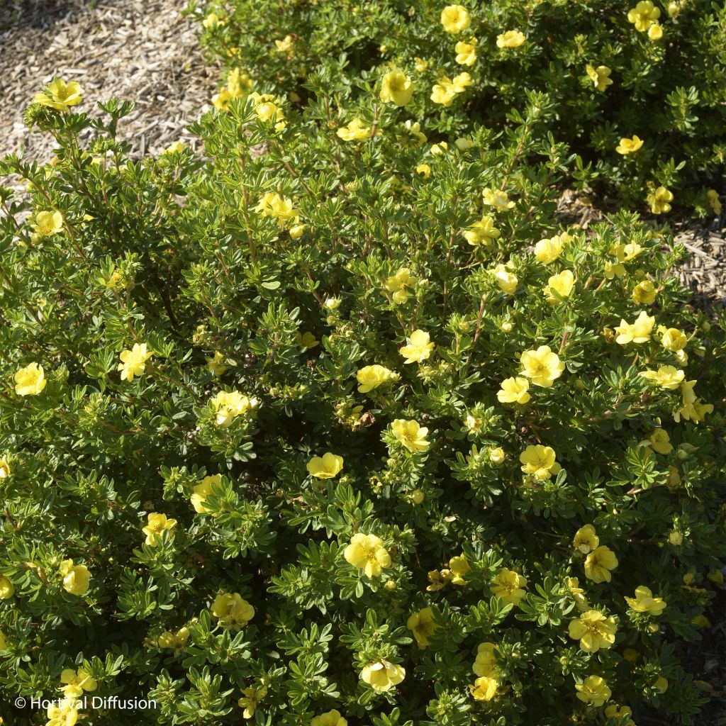 Potentilla fruticosa Double Punch Gold - Shrubby Cinquefoil