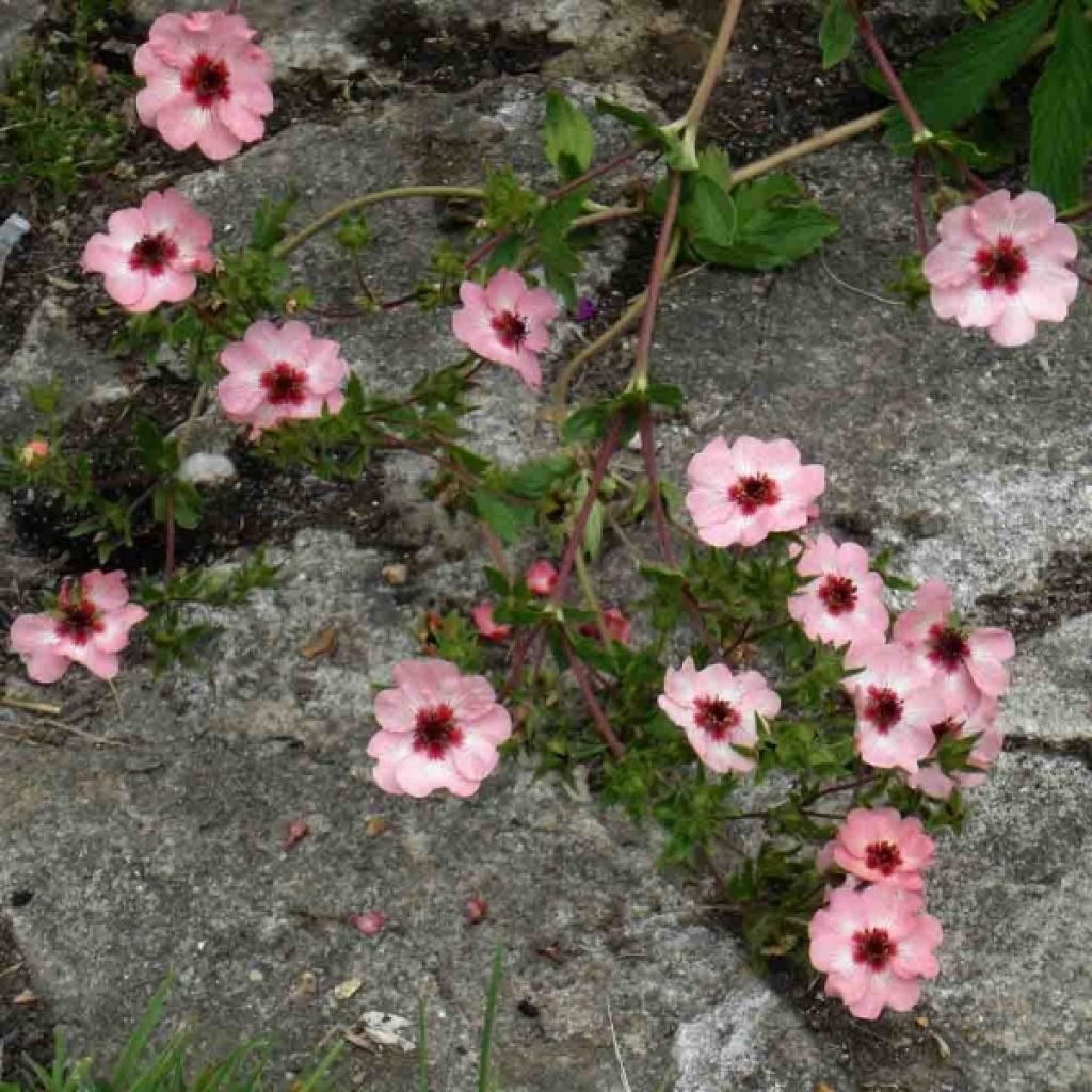 Potentilla hopwoodiana - Cinquefoil