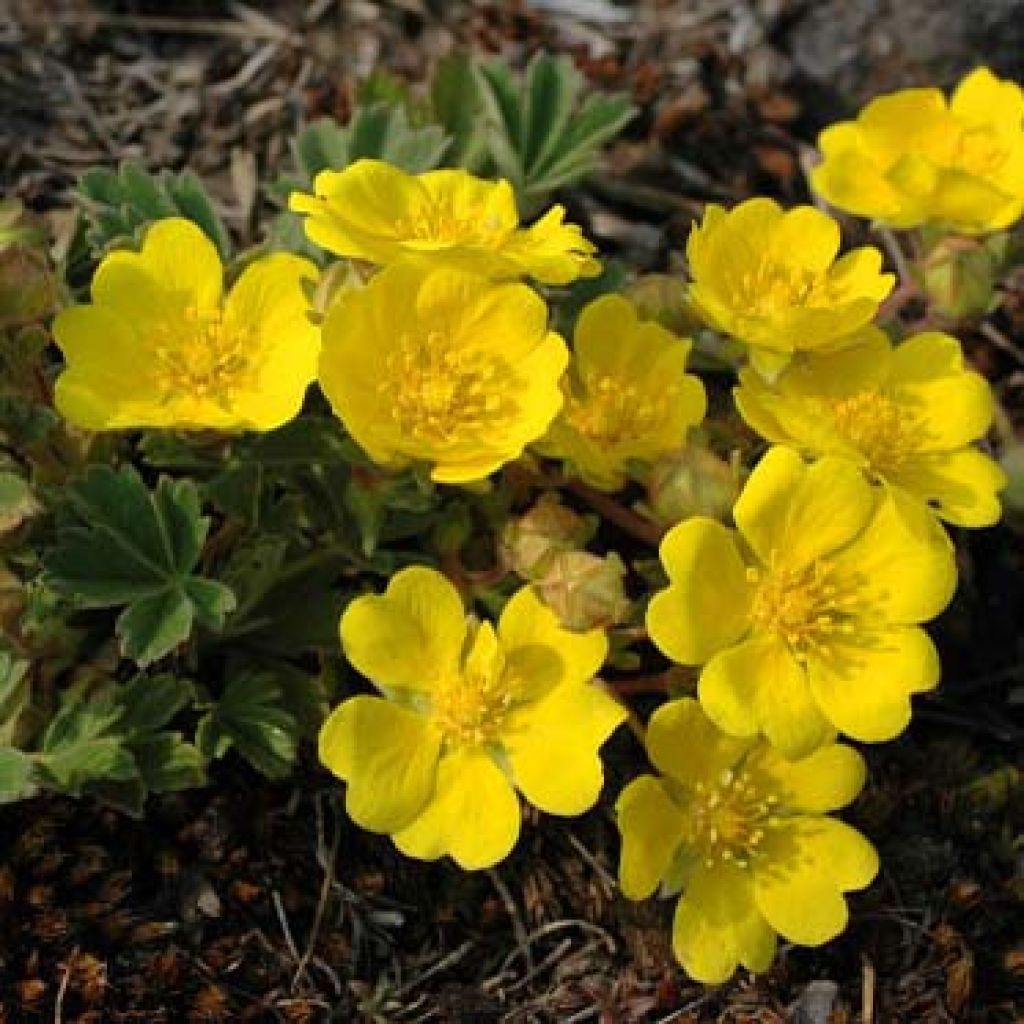 Potentilla Yellow Queen - Cinquefoil