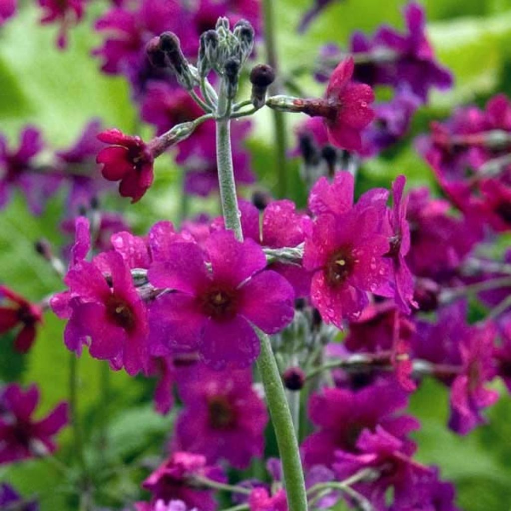 Primula pulverulenta - Mealy Primrose