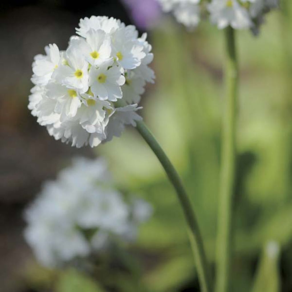 Primula denticulata Alba - Primrose