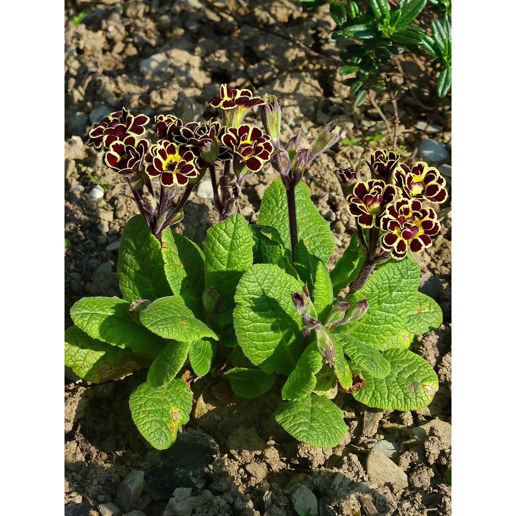 Primula x hybrida Elizabeth Killelay