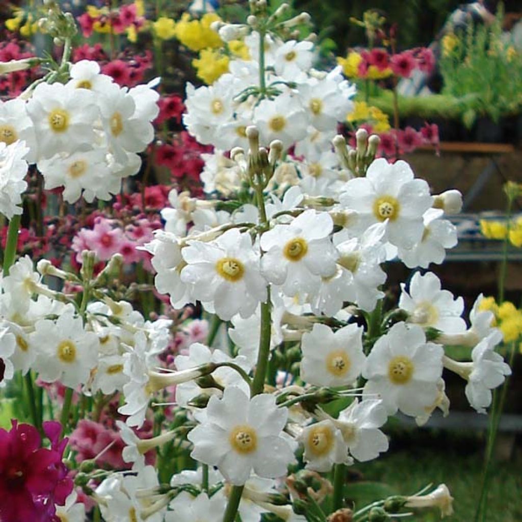 Primula japonica Alba - Japanese Primrose