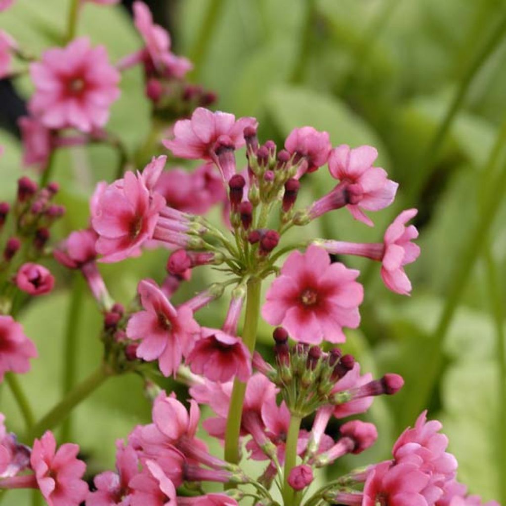 Primula japonica Millers Crimson - Japanese Primrose