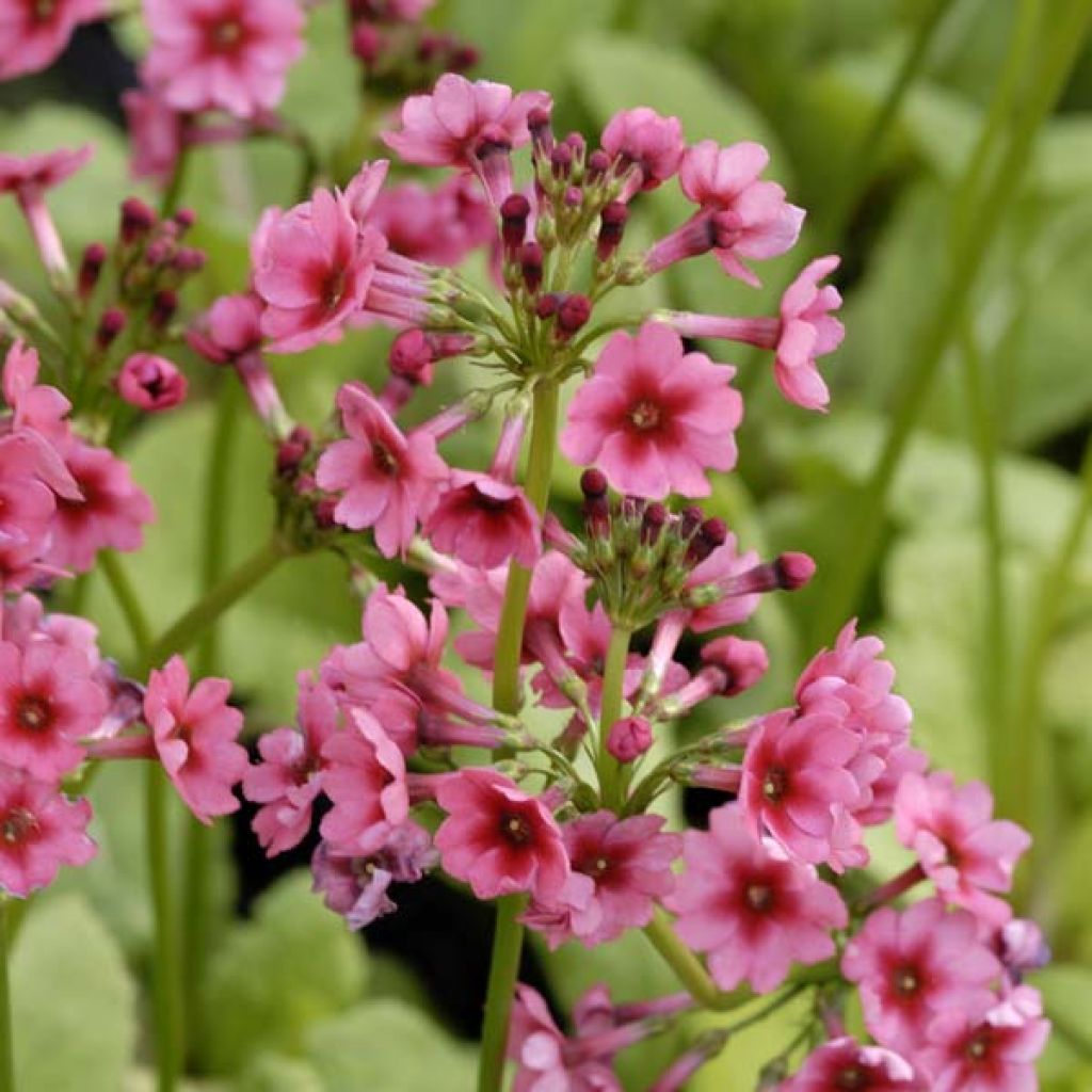 Primula japonica Millers Crimson - Japanese Primrose
