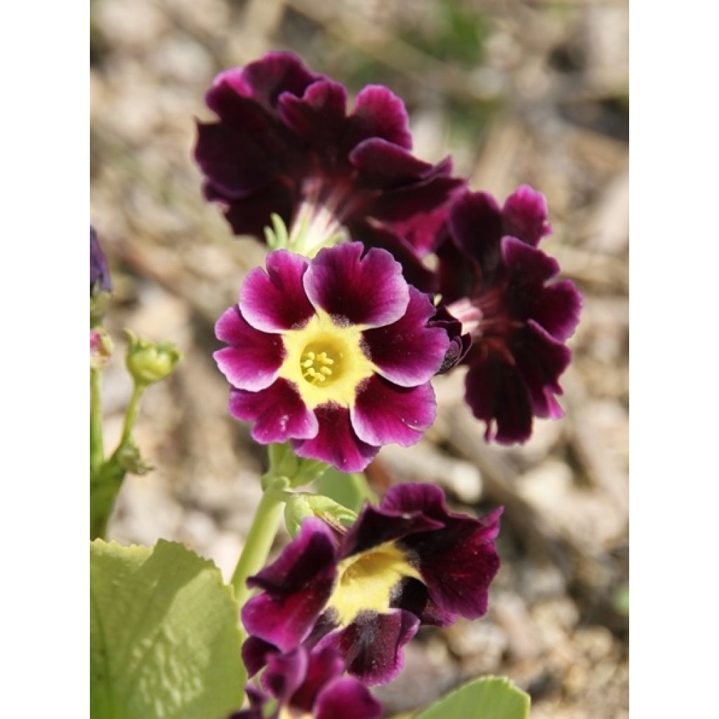 Primula x pubescens Mix - Tyrol Primrose