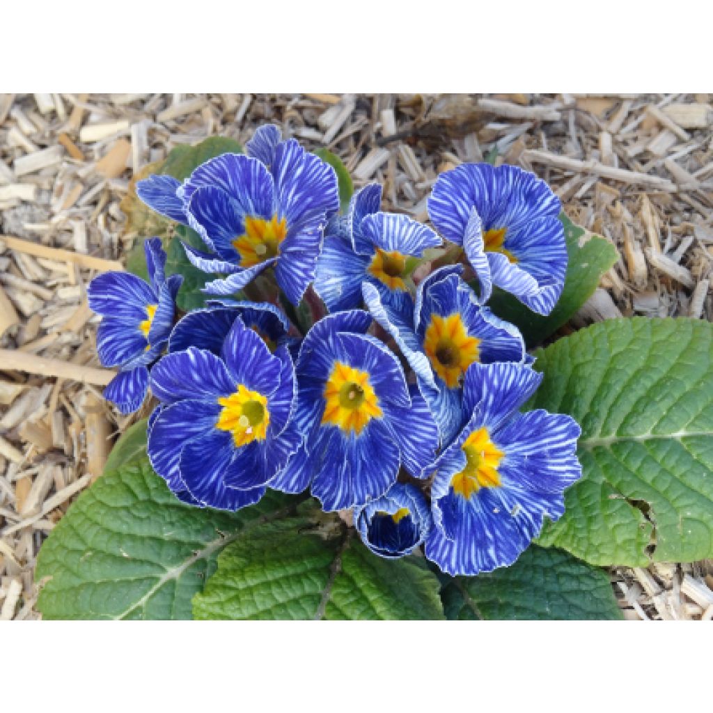 Primula polyantha Tie Dye - Hose-in-hose