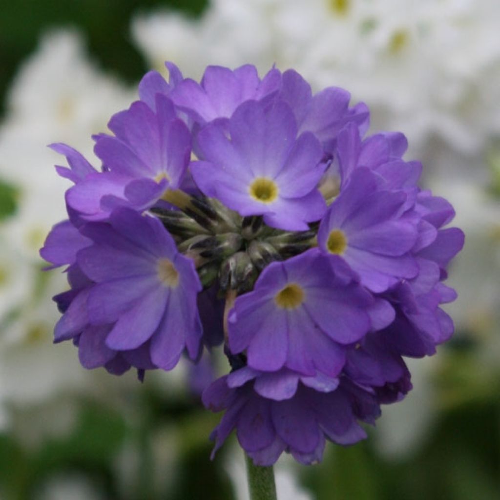 Primula denticulata Cashmeriana - Primrose