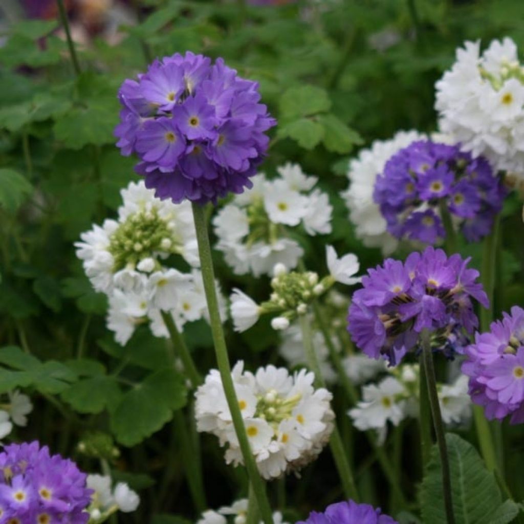 Primula denticulata Cashmeriana - Primrose