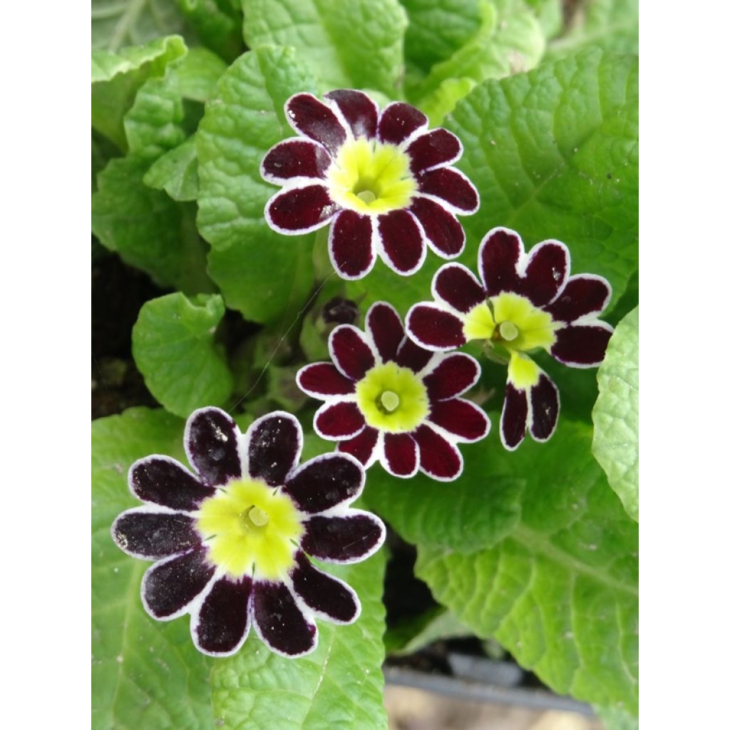 Primula eliator Victoriana Silver Lace Black - Oxlip