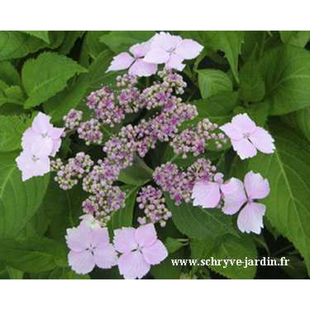 Hydrangea serrata Princesse Eugénie - Mountain Hydrangea
