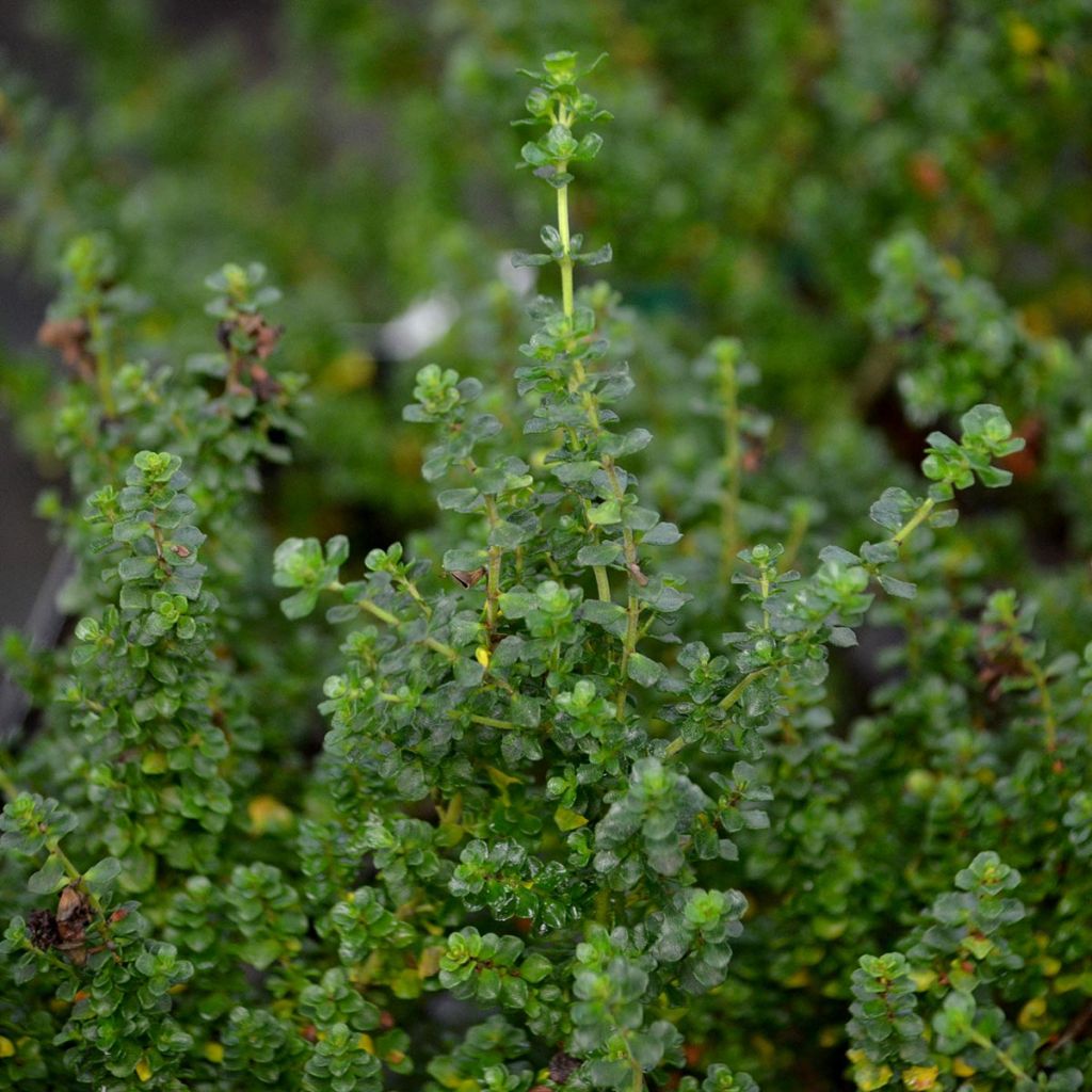 Prostanthera cuneata - Mint Bush