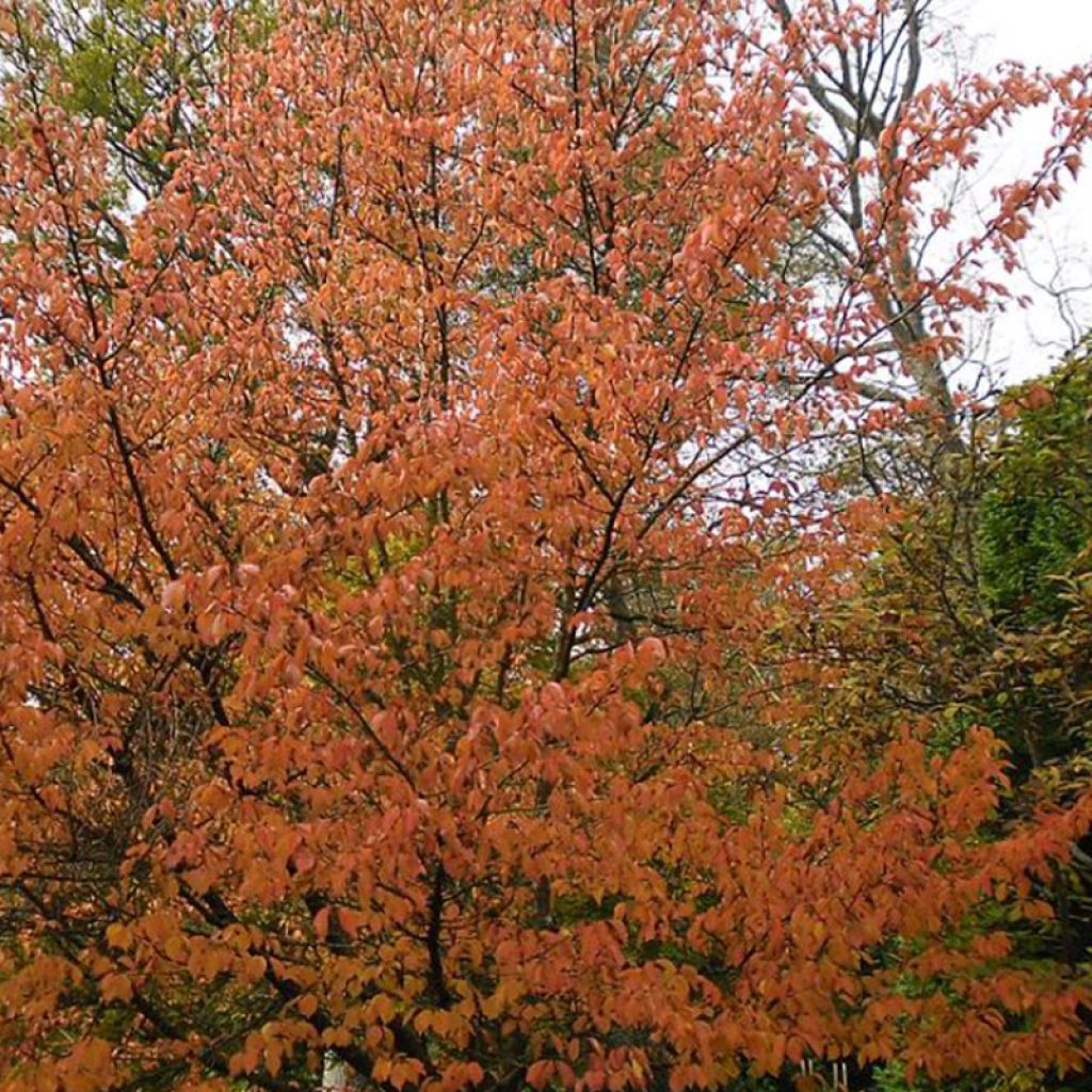 Prunus Umineko - Cherry