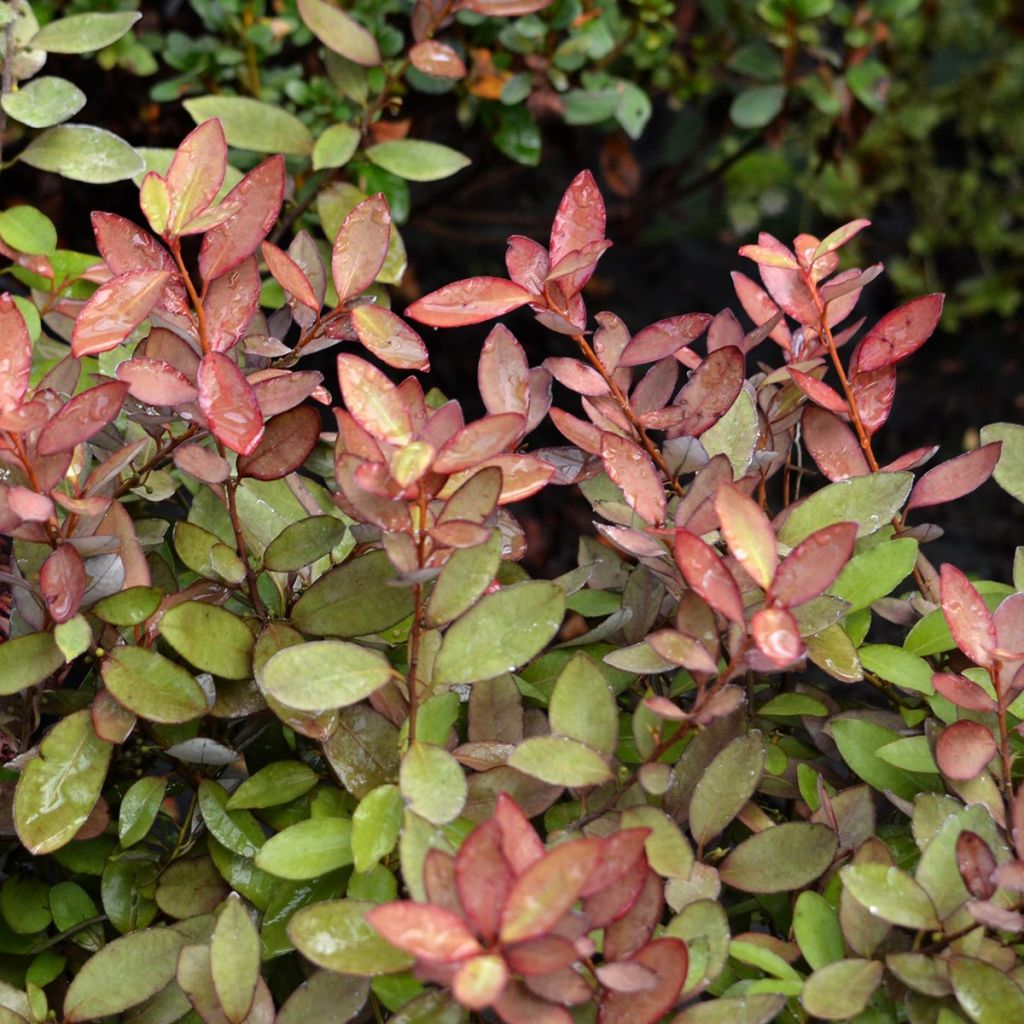 Pseudowintera colorata