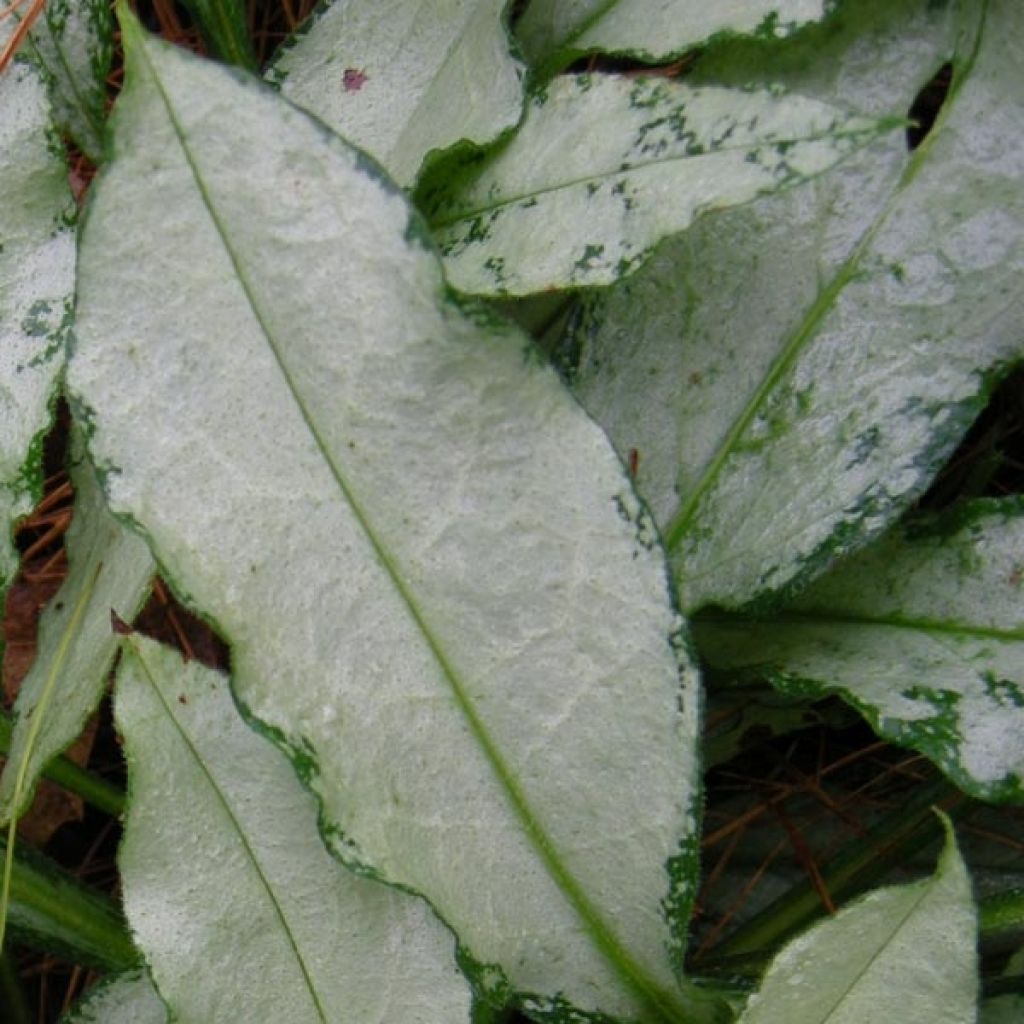 Pulmonaria Diane Clare - Lungwort