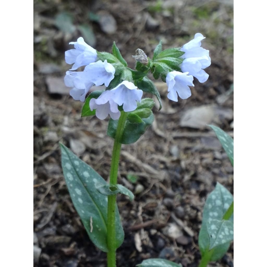 Pulmonaria Opal - Lungwort