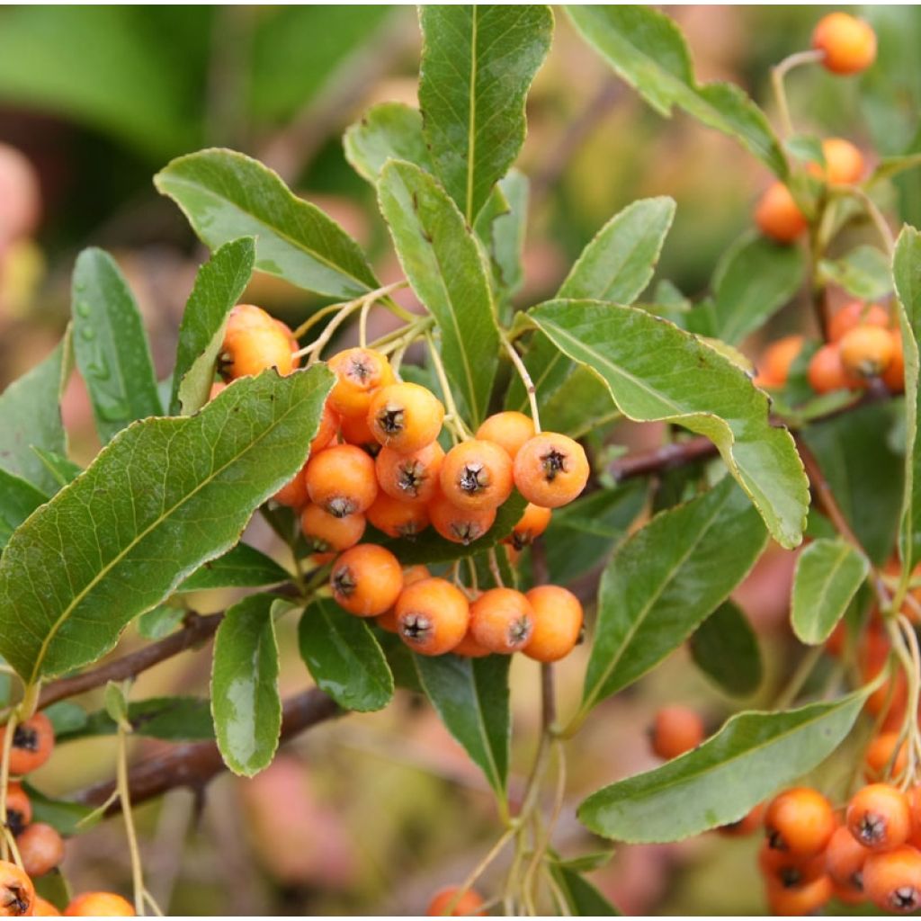 Pyracantha Soleil d'or