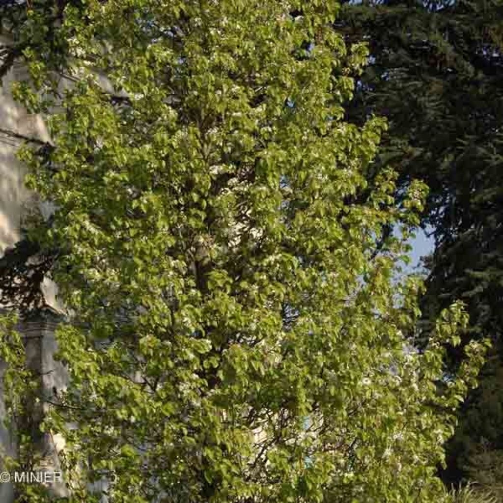 Pyrus calleryana Chanticleer - Callery Pear