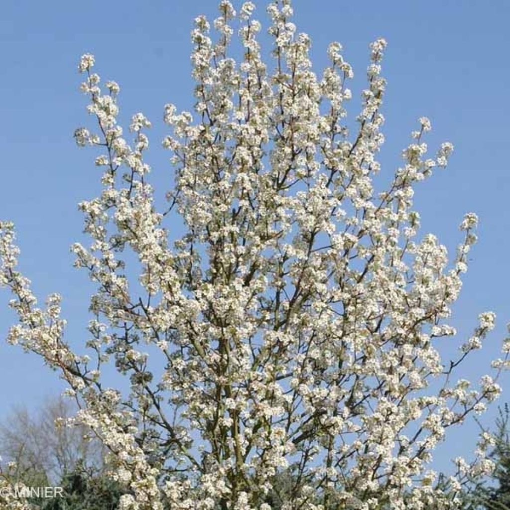 Pyrus calleryana Chanticleer - Callery Pear