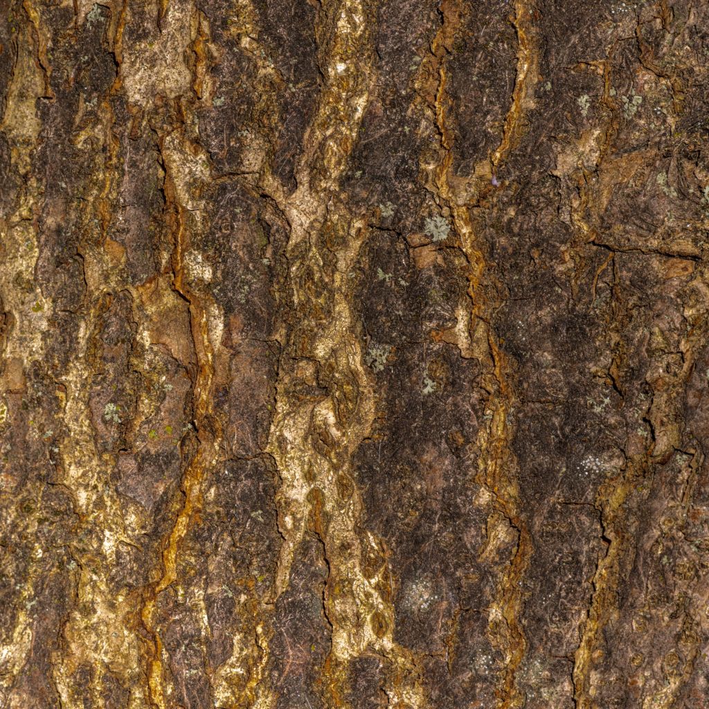Quercus bimundorum Crimson spire