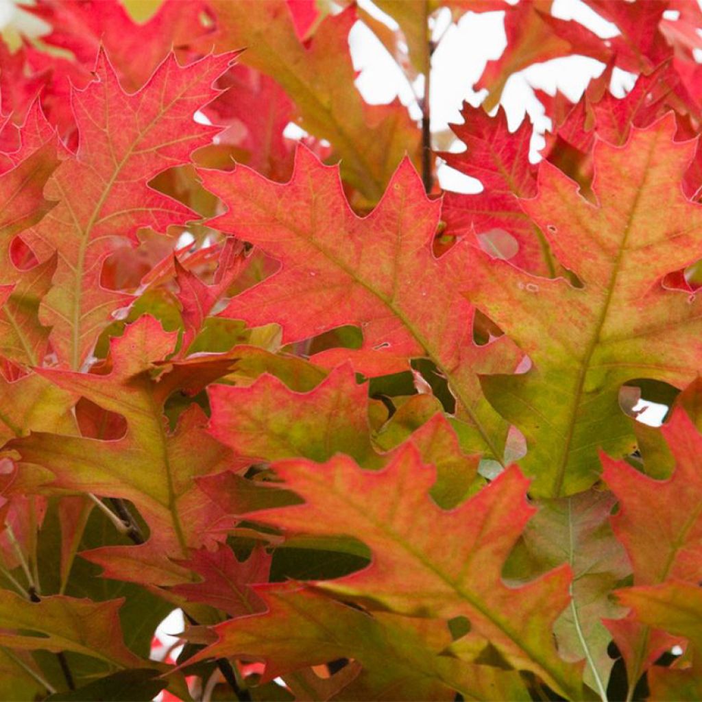 Quercus palustris Green Dwarf - Pin Oak