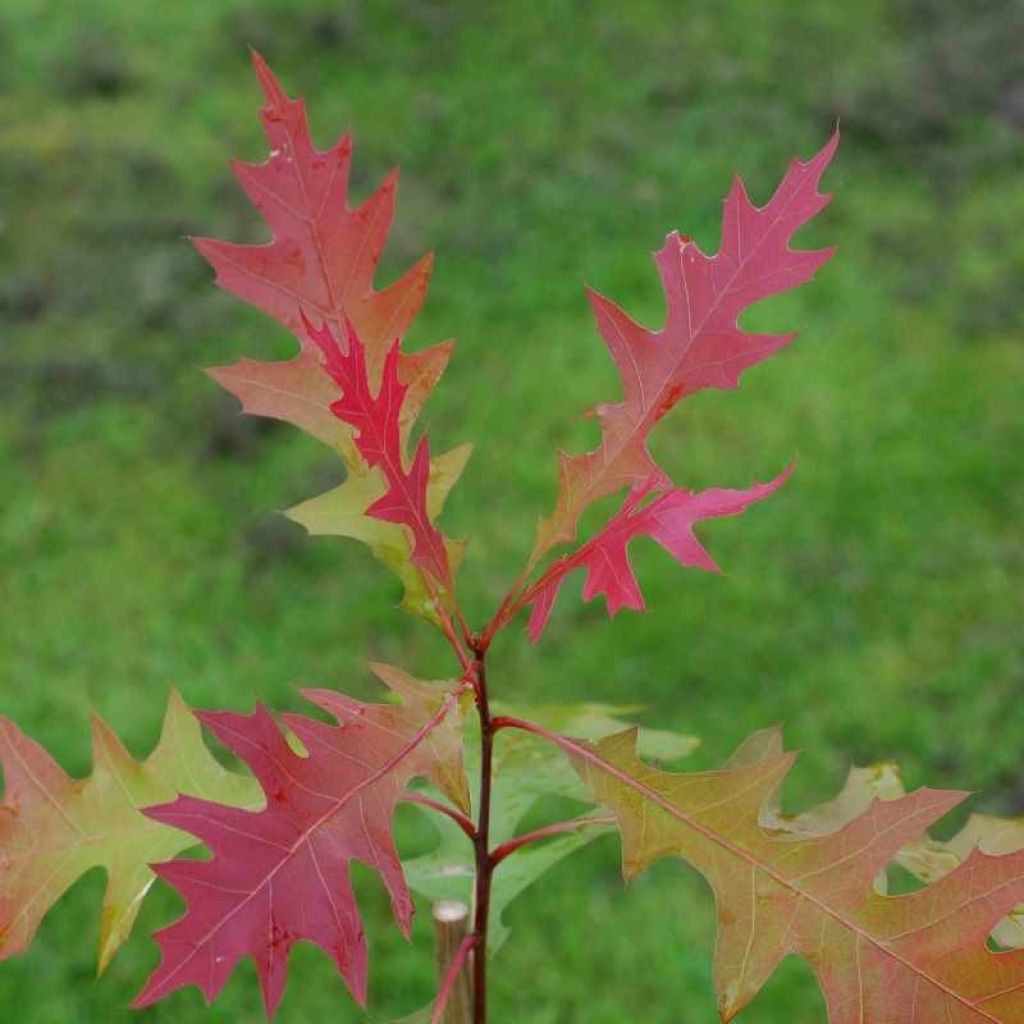 Quercus texana (nuttallii) New Madrid