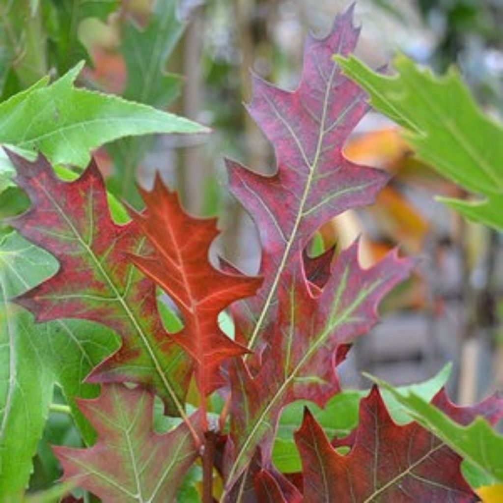 Quercus texana (nuttallii) New Madrid