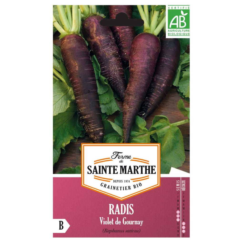 Radish Violet de Gournay - Ferme de Sainte Marthe Seeds