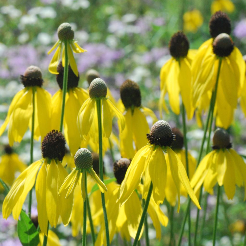 Ratibida pinnata - Yellow Coneflower