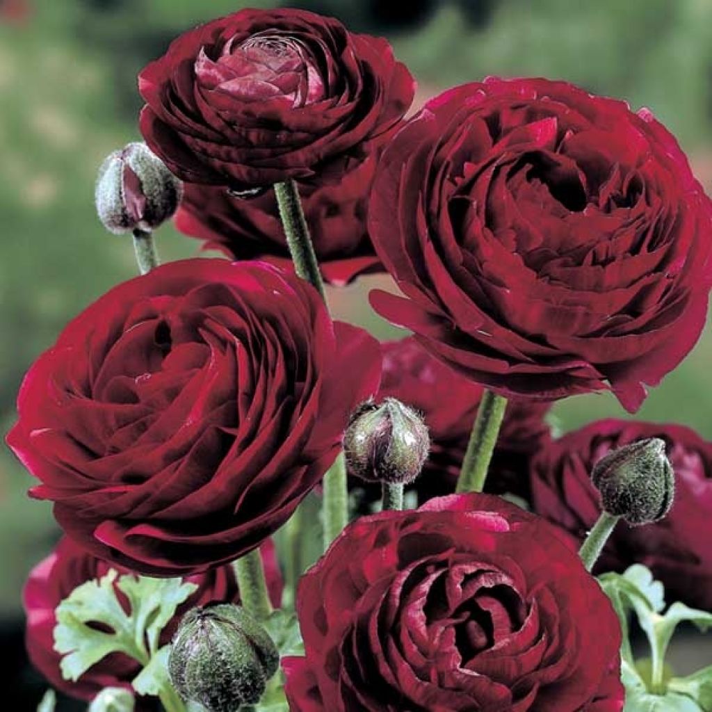 Ranunculus asiaticus Pauline Violet - Persian Buttercup